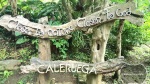 Calaruega:Closer to Nature, Closer to God.